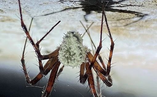 Spider