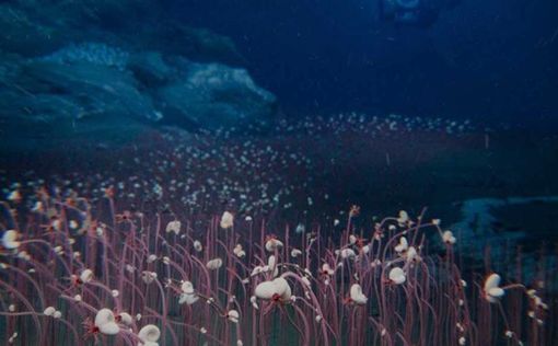 a unique ecosystem