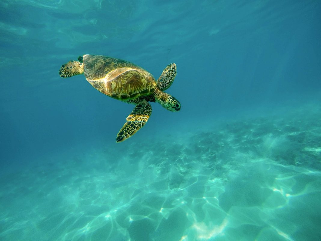 slowest animals