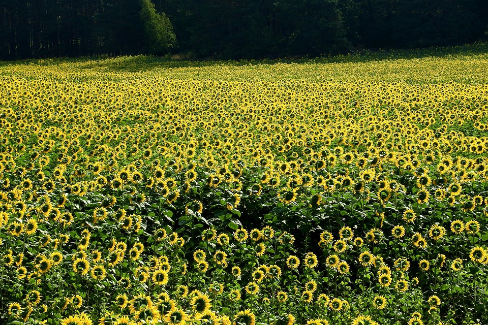 plant regeneration