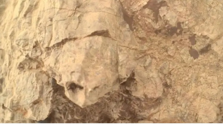 a rock shaped like a turtle