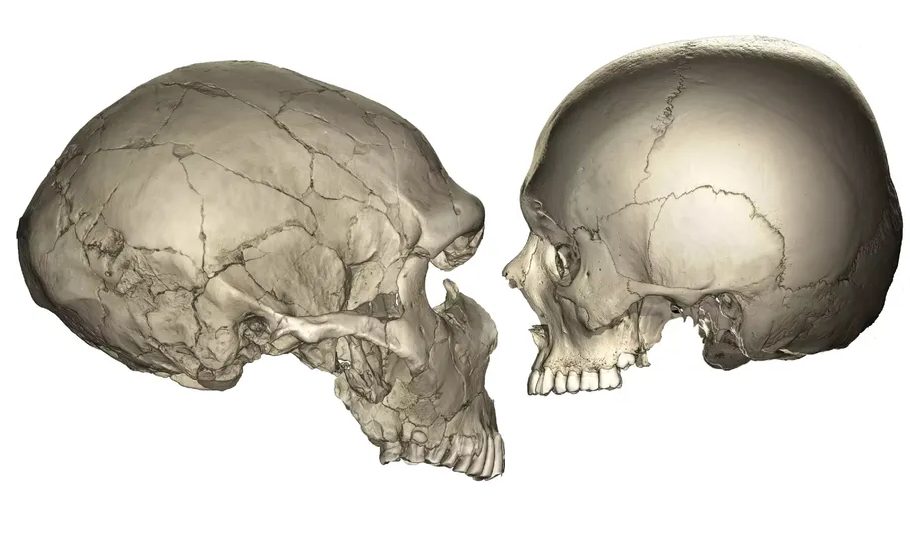 Humans and chimpanzees