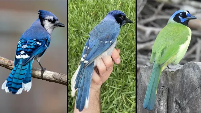 hybrid in the wild between a Blue Jay and a Green Jay