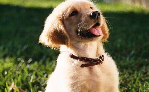a dog