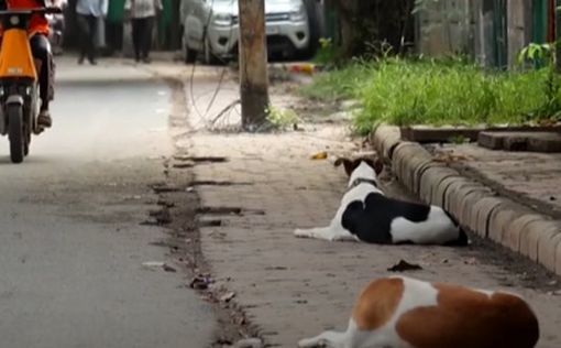 dogs