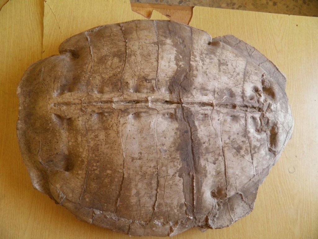 a sea turtle