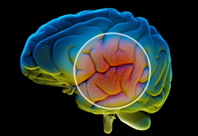 brain