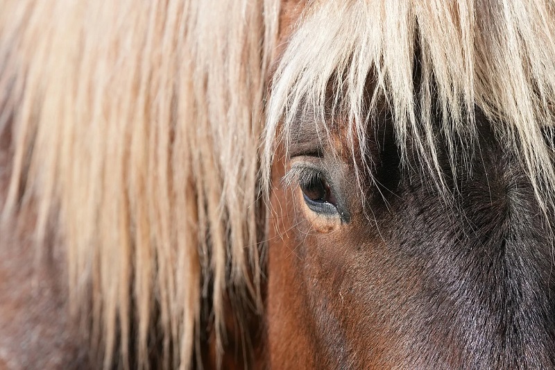 genetically modified horses