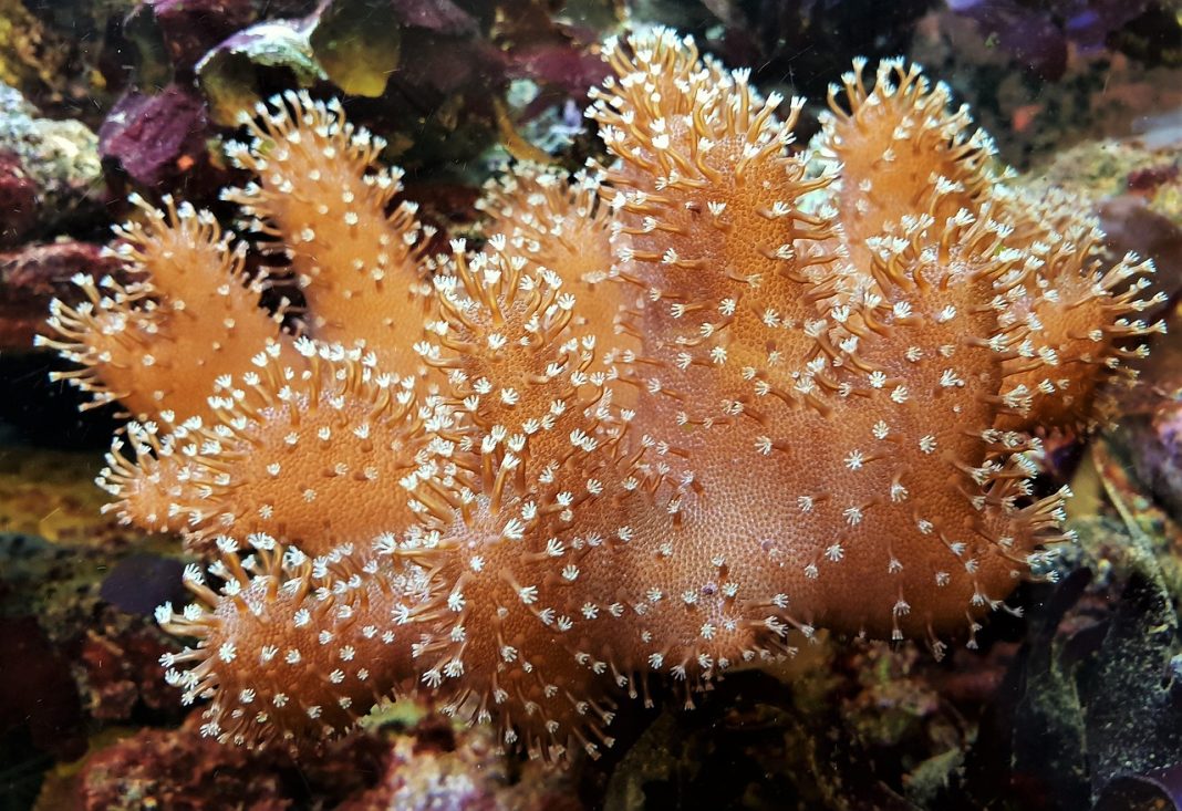 super corals