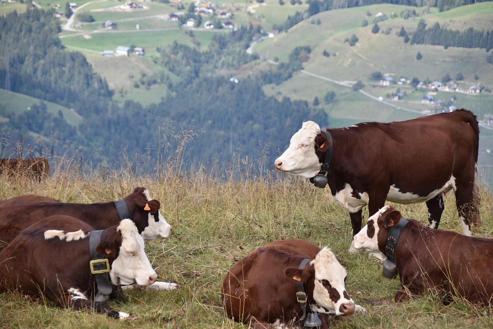 cows