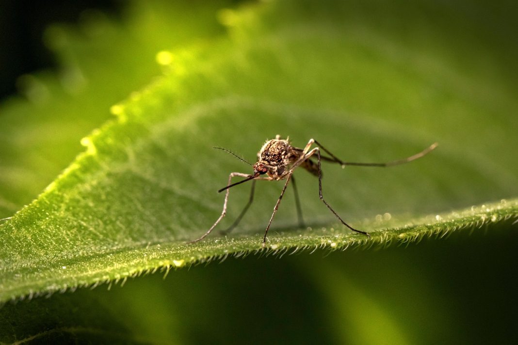 Mosquitoes