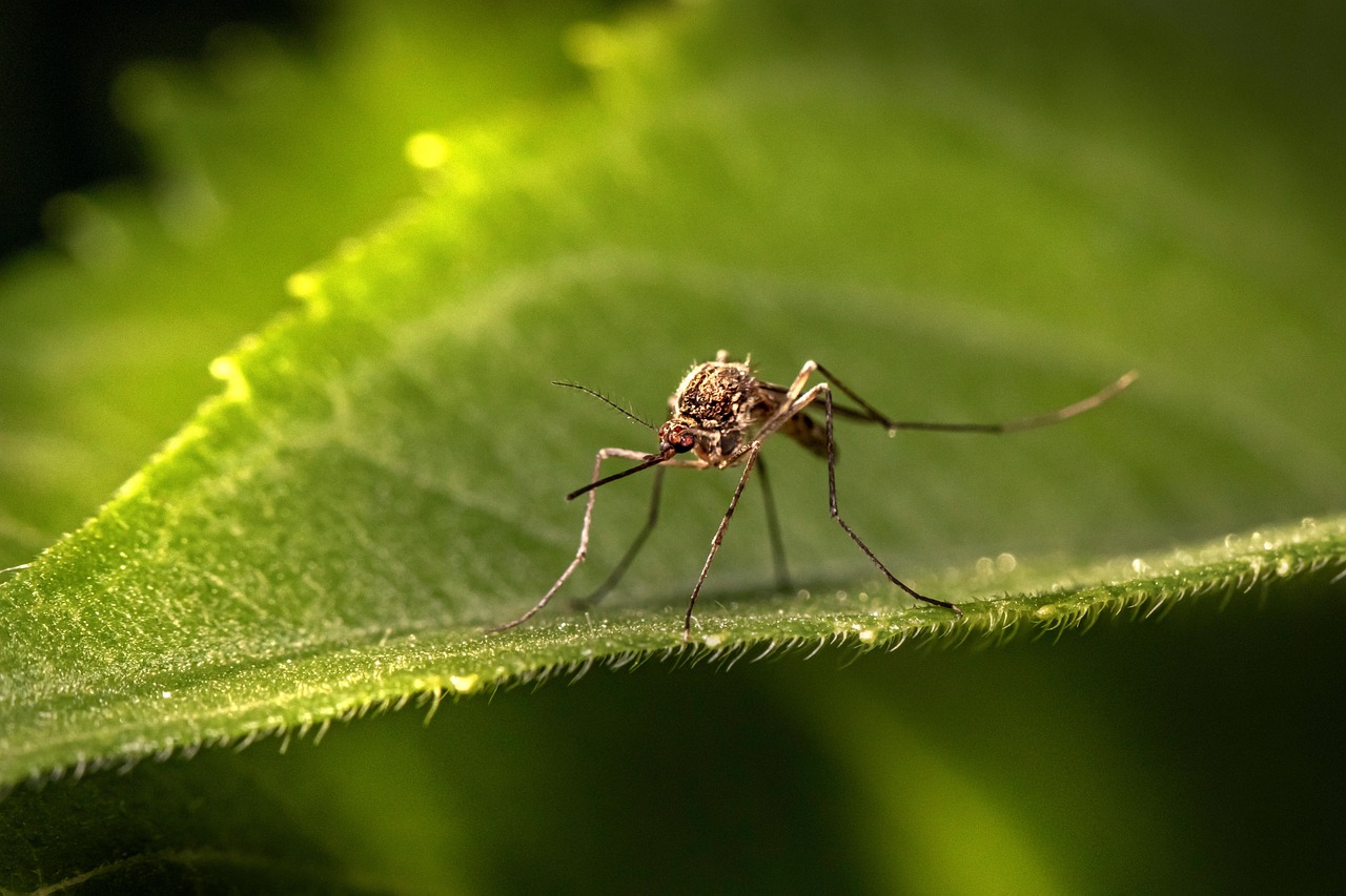 Mosquitoes