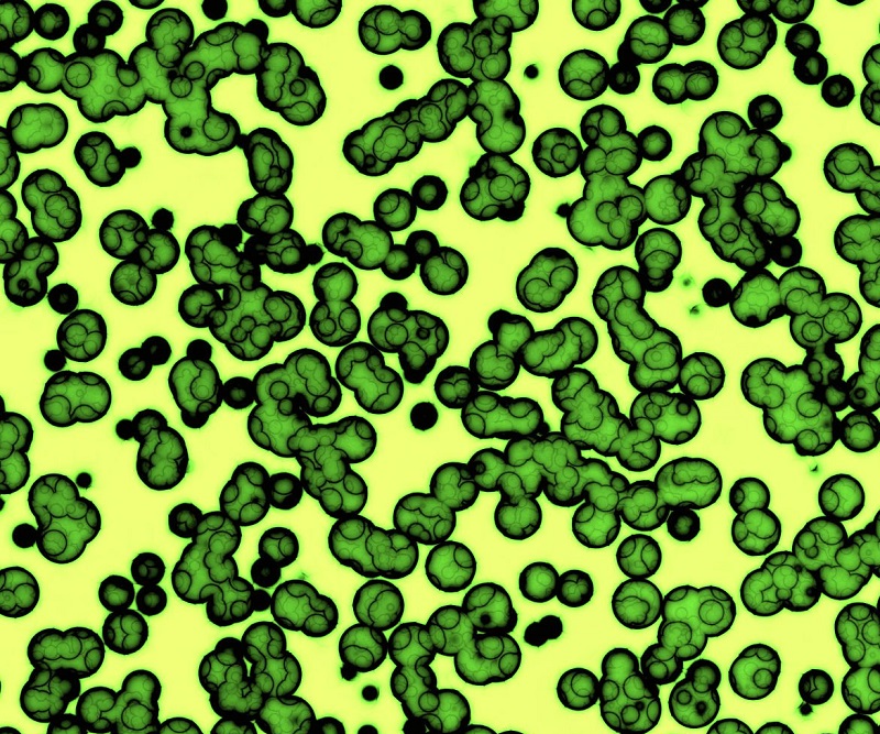 Prochlorococcus