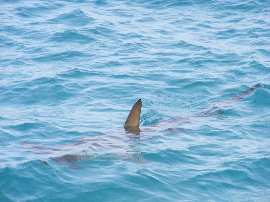 shark