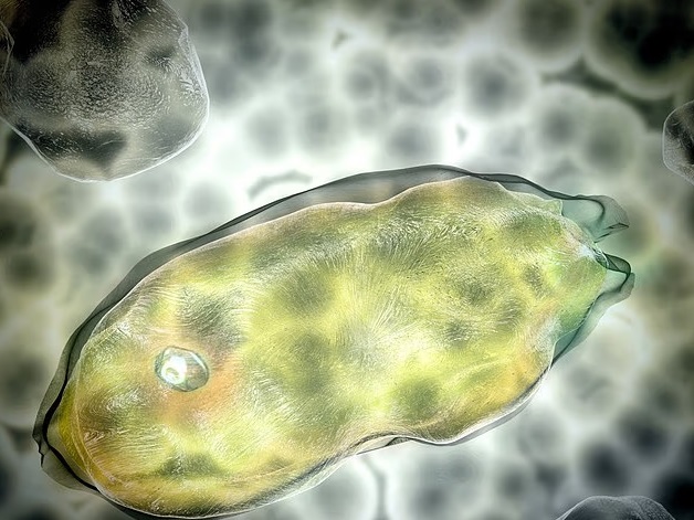microbes
