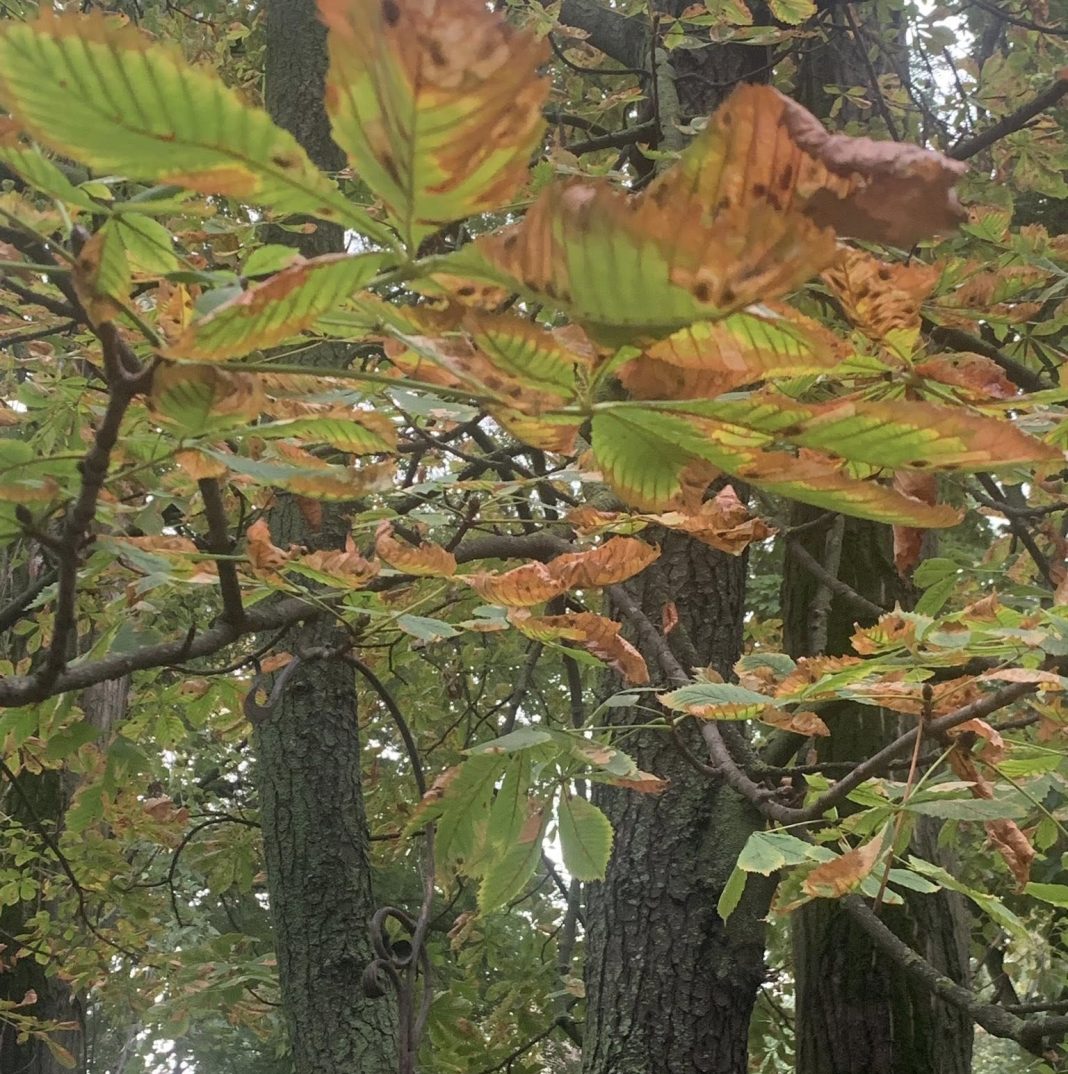 trees trees