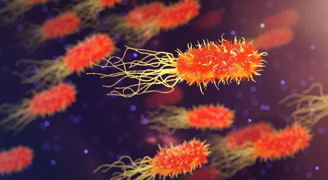 bacteria bacteria