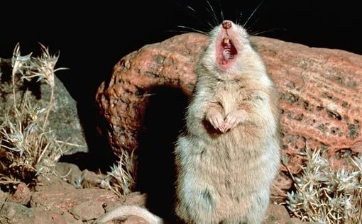 Grasshopper mice
