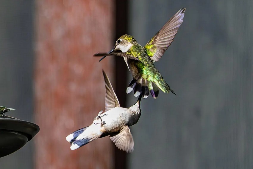 a veritable battle