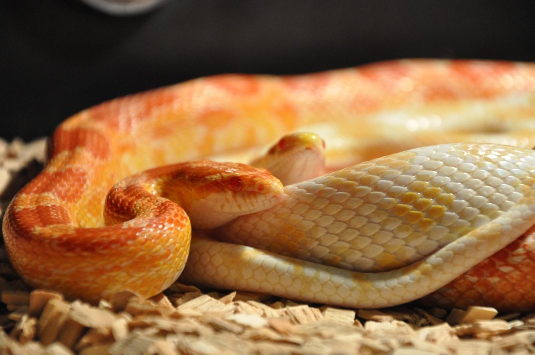 snake