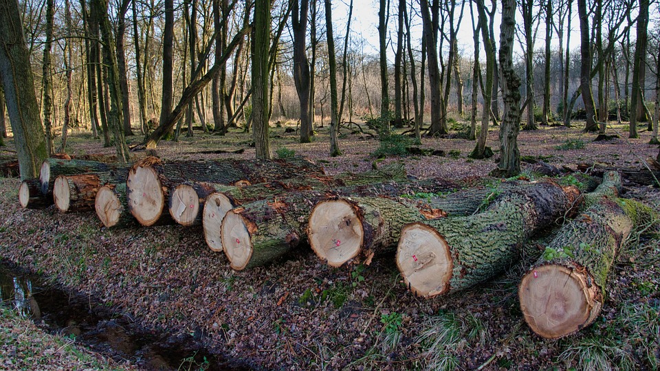 wood