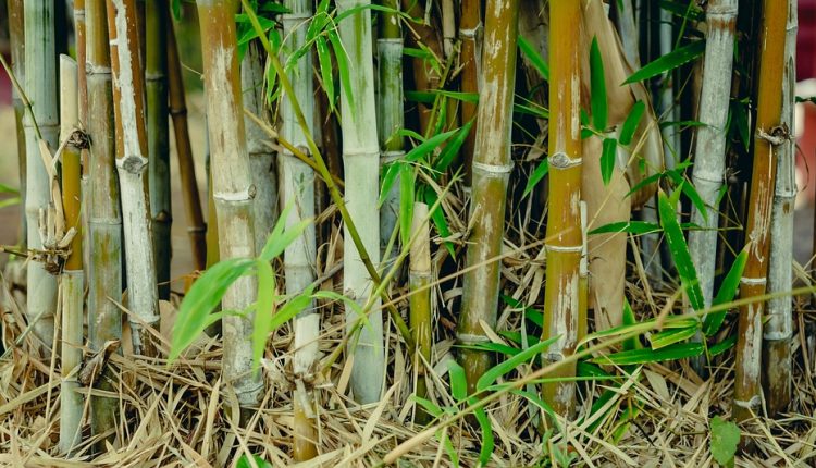 bamboo bamboo